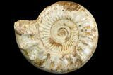 Huge, Ammonite (Kranosphinctites?) Fossil - Madagascar #123133-1